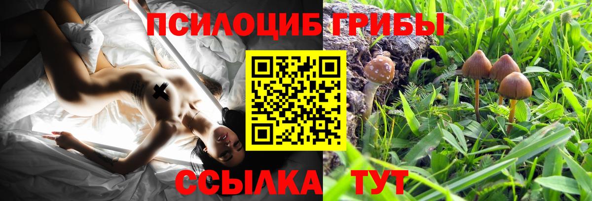 Томск  Псилоцибиновые грибы Psilocybe  цены наркотик  Вход с VPN 