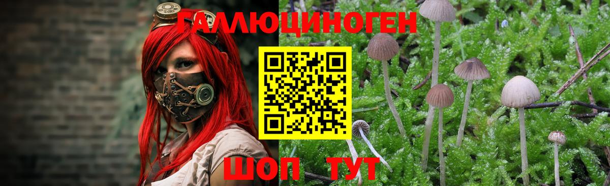 Галлюциногенные грибы GOLDEN TEACHER Томск